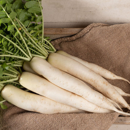 Seedling Bundle - Roots & Shoots Bundle (Spring)