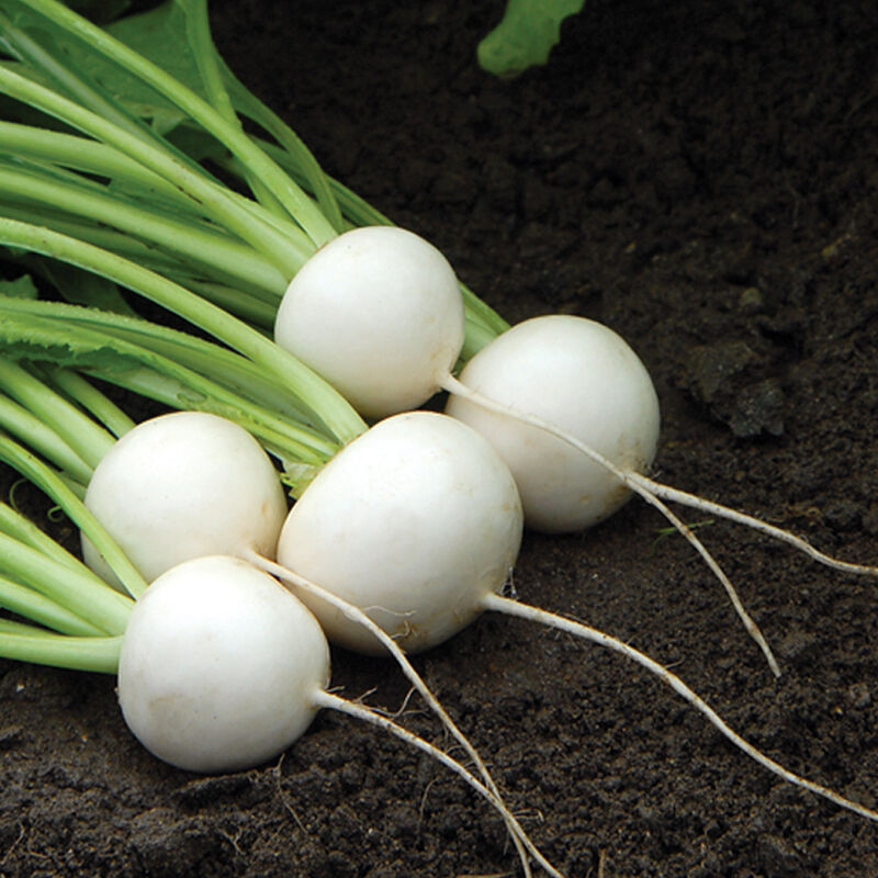 Seedling Bundle - Roots & Shoots Bundle (Spring)