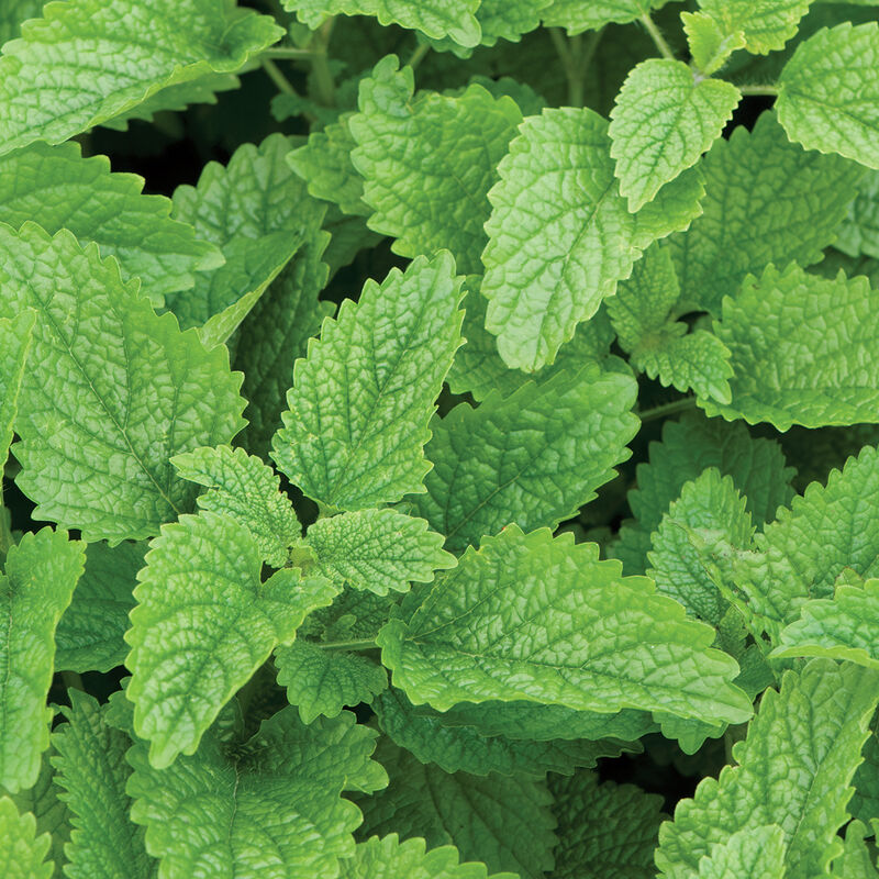 Seedling Bundle - Herb Mix (Spring)