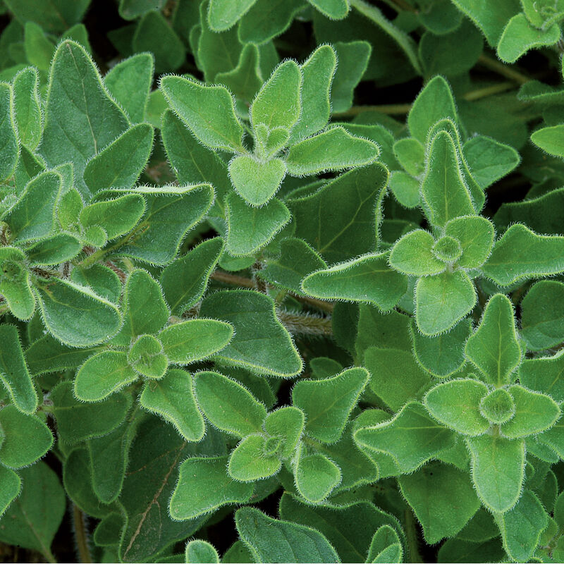Seedling Bundle - Herb Mix (Spring)
