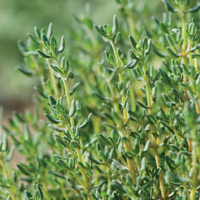 Seedling Bundle - Herb Mix (Spring)