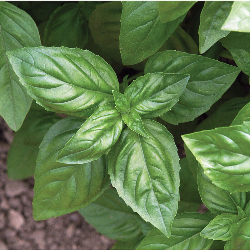 Seedling Bundle - Herb Mix (Spring)