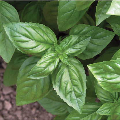 Seedling Bundle - Herb Mix (Spring)