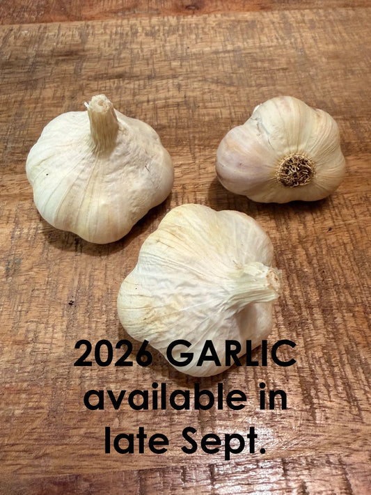 Garlic Sicilian Artichoke - Softneck Artichoke type