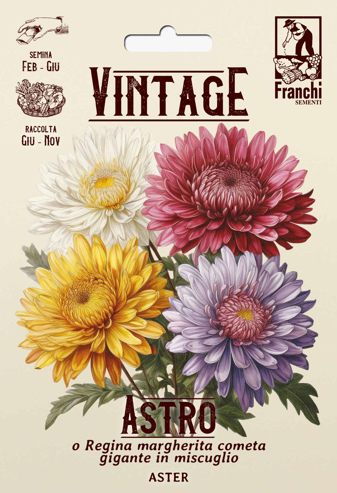 Vintage 1928 Aster Daisy Queen and Giant Comet mix