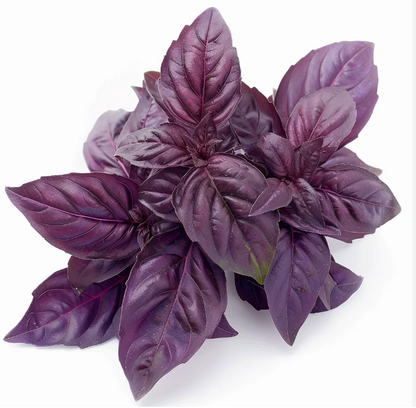 Seedling Bundle - Herb Mix (Spring)