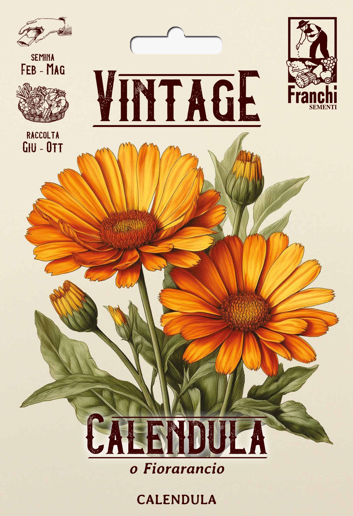Vintage 1928 Orange Calendula or Pot Marigold