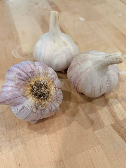 Garlic Chesnok Red - Hardneck