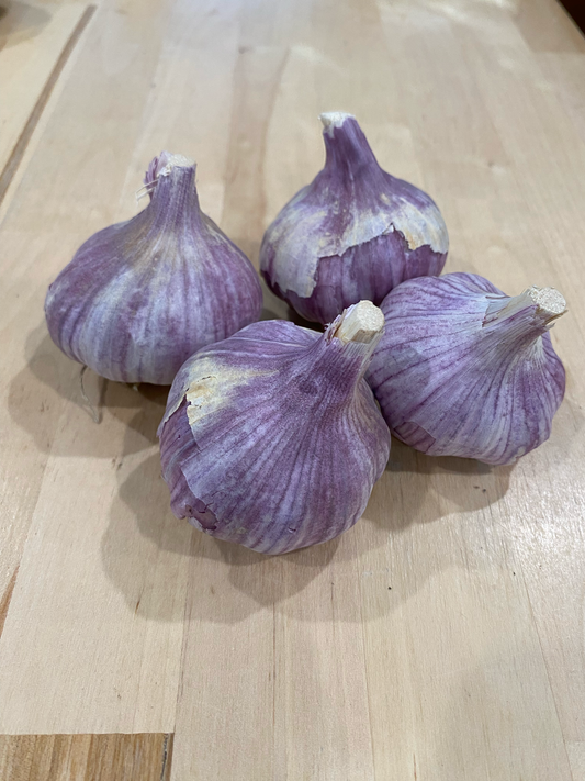 Garlic Chesnok Red - Hardneck