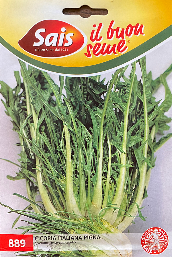 Chicory Italiana Pigna (40889) Seeds from Italy