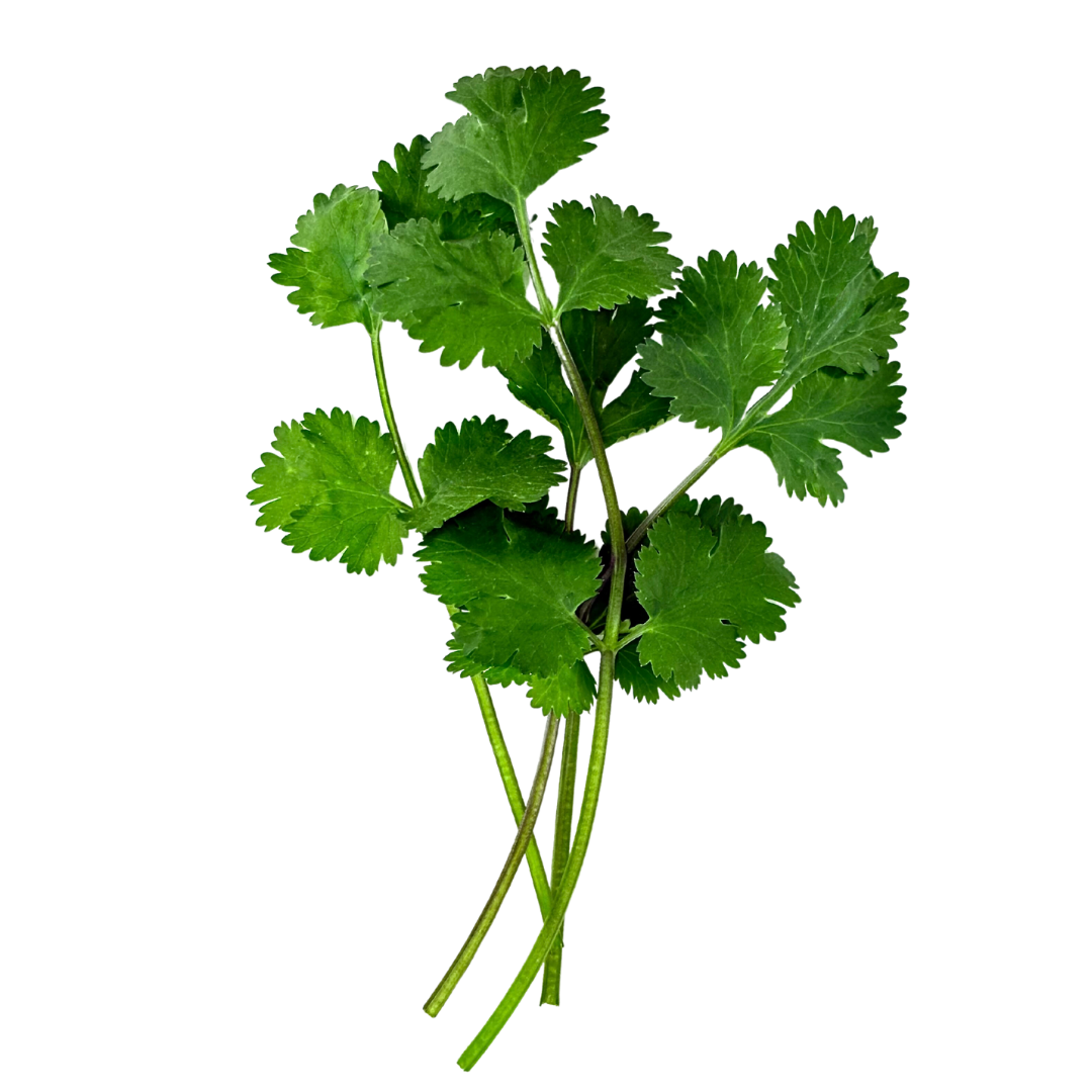 Seedling Bundle - Herb Mix (Spring)