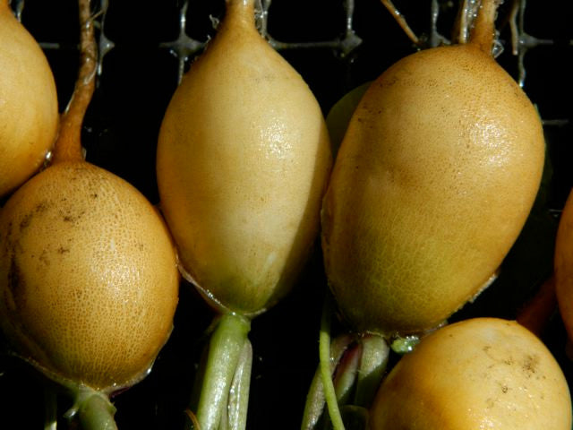 This is the actual color of the Zlata radishes.