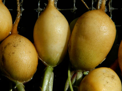 This is the actual color of the Zlata radishes.