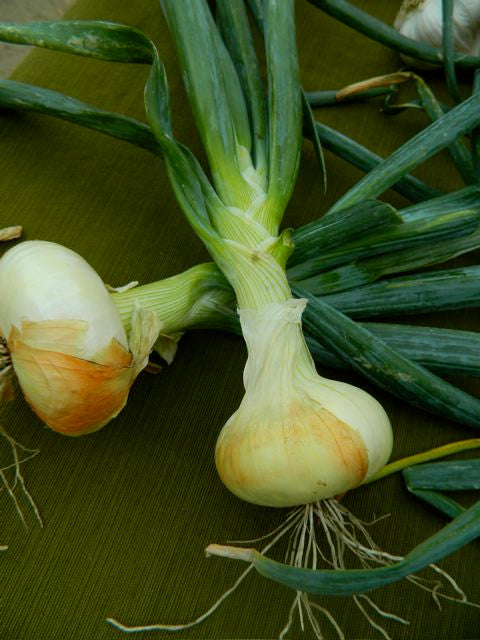 Onion Borettana (43-2)