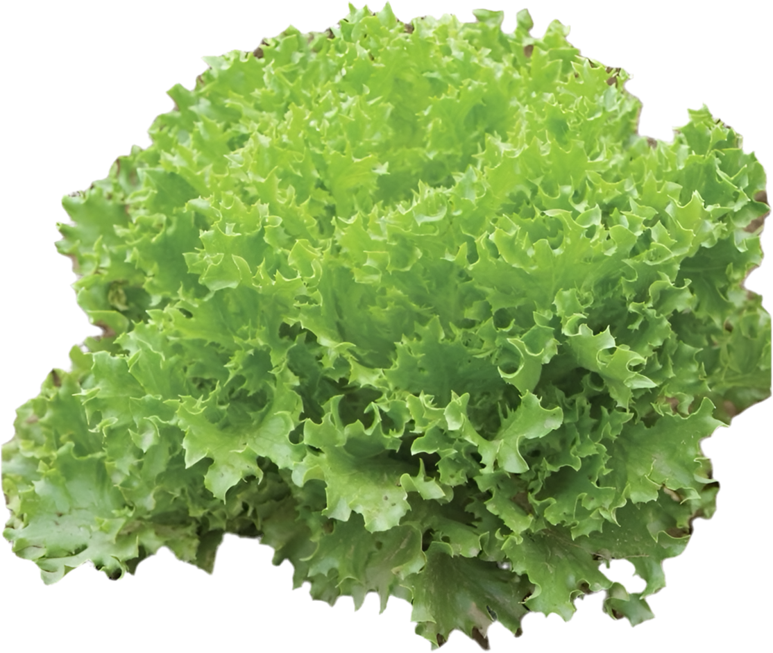 Seedling Bundle - Lettuce Mix (Spring)