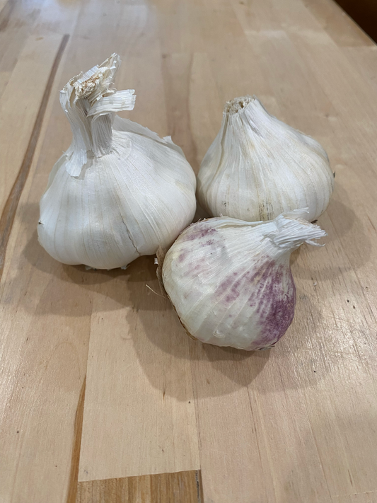 Garlic Early Red Italian - Softneck