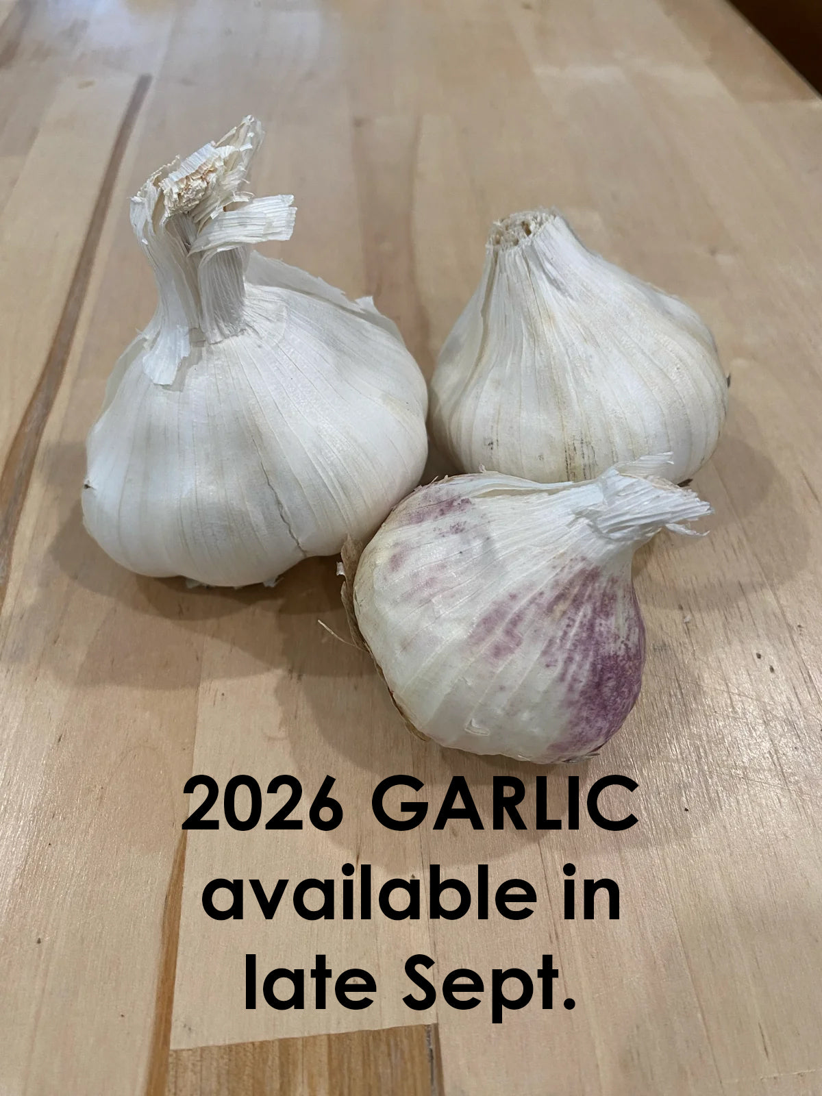 Garlic Early Red Italian - Softneck