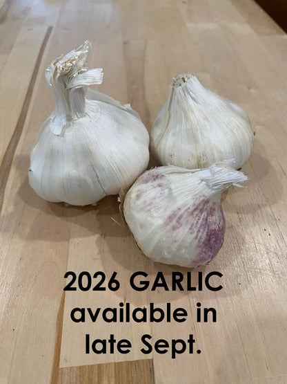 Garlic Early Red Italian - Softneck