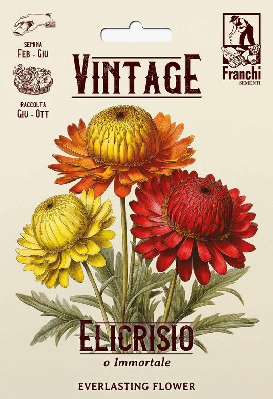 Vintage 1928 Everlasting Flower (Elicrisio or Immortelle)