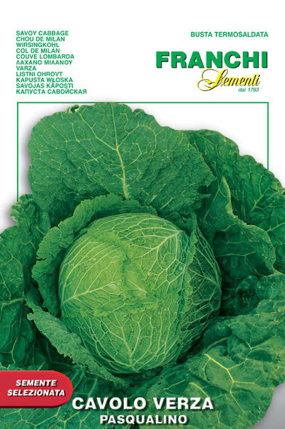 Cabbage - Pasqualino (33-1)