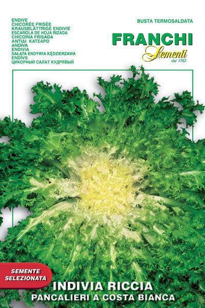 Endive Riccia Pancalieri (75-1)
