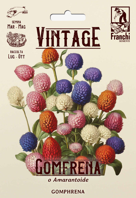 Vintage 1928 Gomphrena or Globe Amaranth