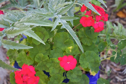 Cardoon leaves are deeply dissected and silver in color.