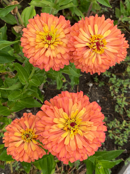 Prairie Peach Zinnia