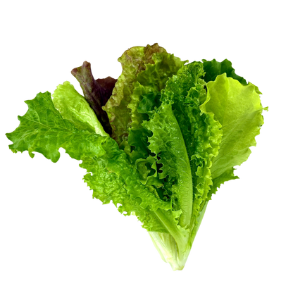 Seedling Bundle - Lettuce Mix (Spring)