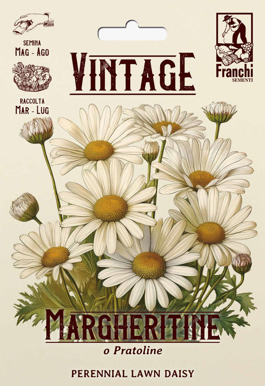 Vintage 1928 Lawn Daisy Margheritine Pratoline