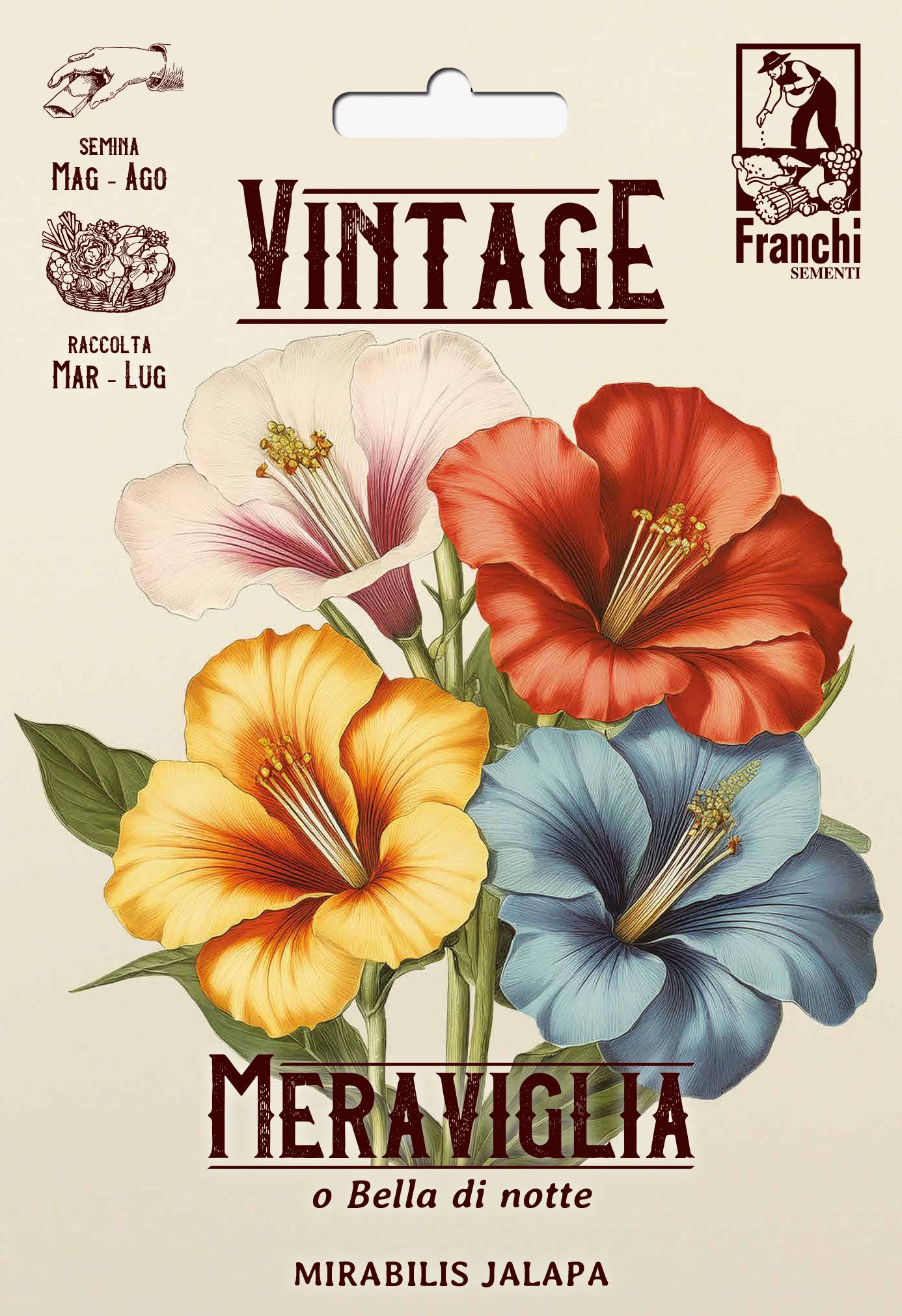 Vintage 1928 Four O'Clock - Marvel of Peru