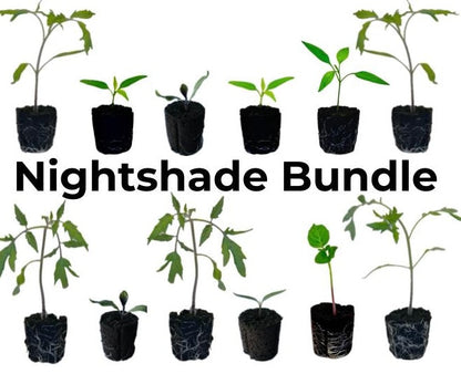 Seedling Bundle - Nightshade Bundle (Spring)