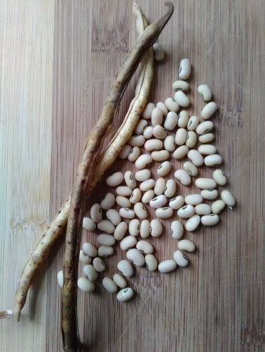 Seedling Bundle - Roots & Shoots Bundle (Spring)