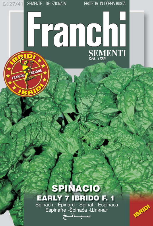 Spinach Early Hybrid No. 7 (127-41)
