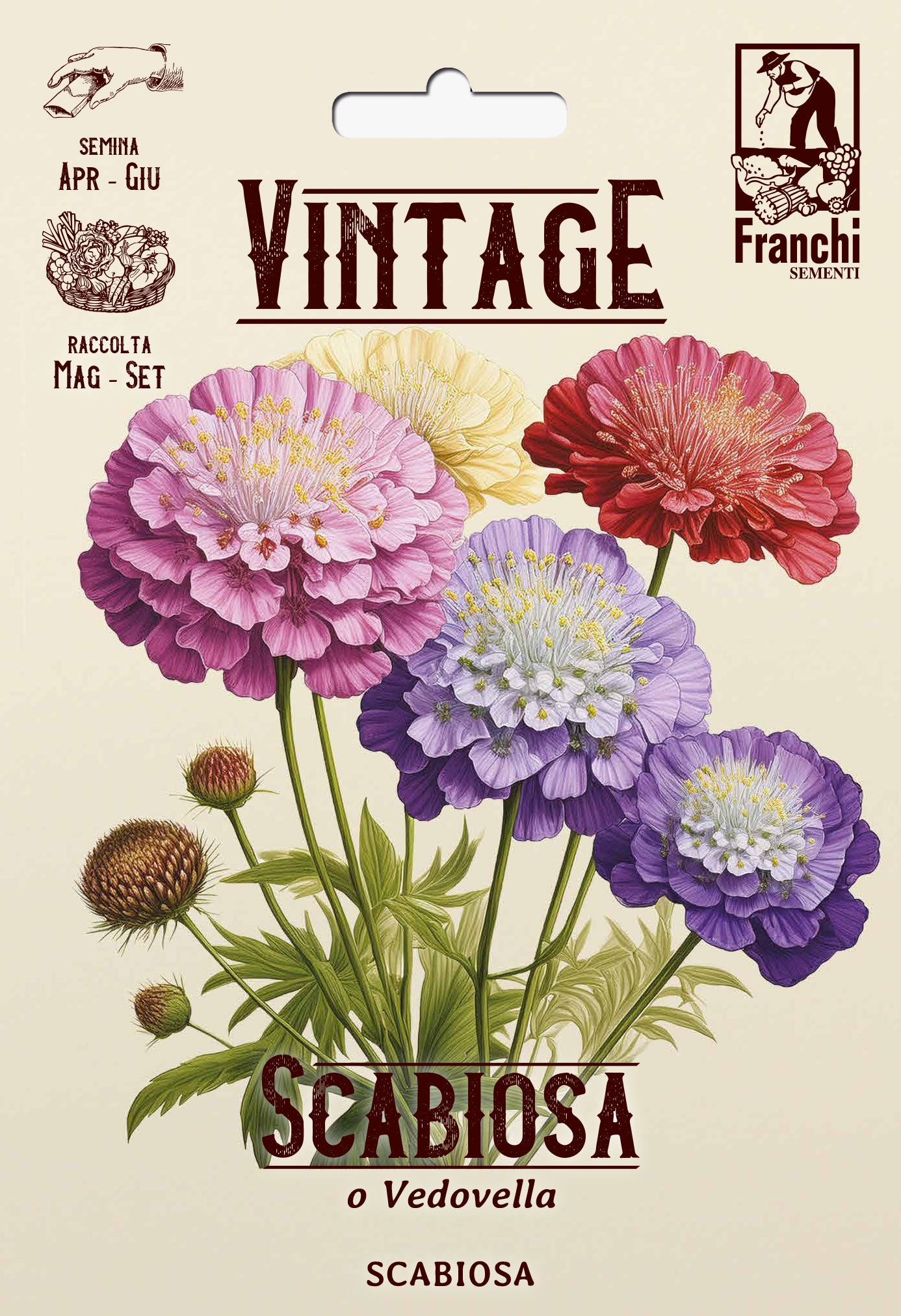 Vintage 1928 Scabiosa, Pin cushion or Morning Bride