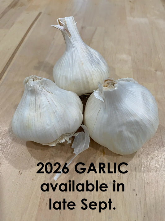 Garlic Sicilian Silver - Softneck Silverskin type