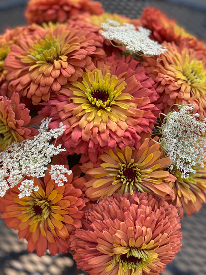 Prairie Peach Zinnia