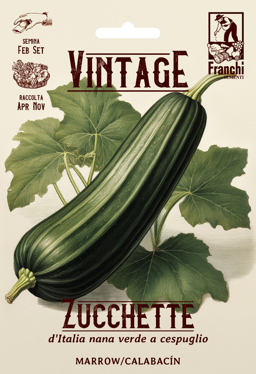 Vintage Zucchini D'Italia Nana Verde