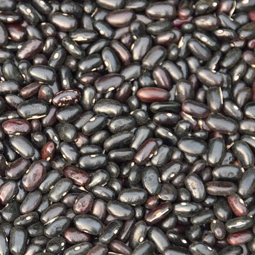 Seedling Bundle - Roots & Shoots Bundle (Spring)