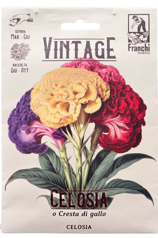Vintage 1928 Celosia or Cockscomb