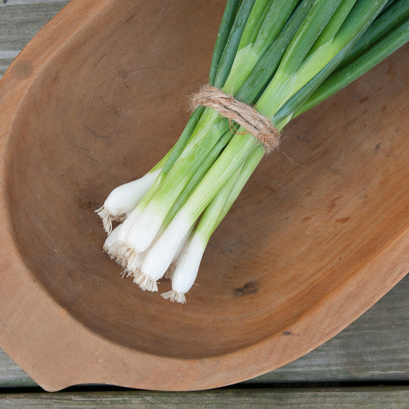 Seedling Bundle - Herb Mix (Spring)