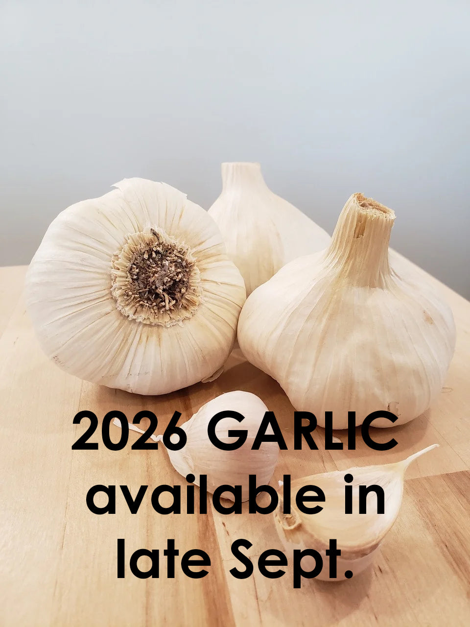 Garlic Lorz Italian - Softneck