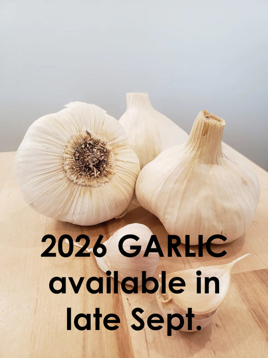 Garlic Lorz Italian - Softneck